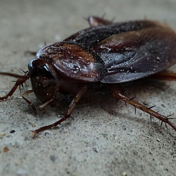 Cockroaches, Pest Control in Clayhall, IG5. Call Now! 020 8166 9746