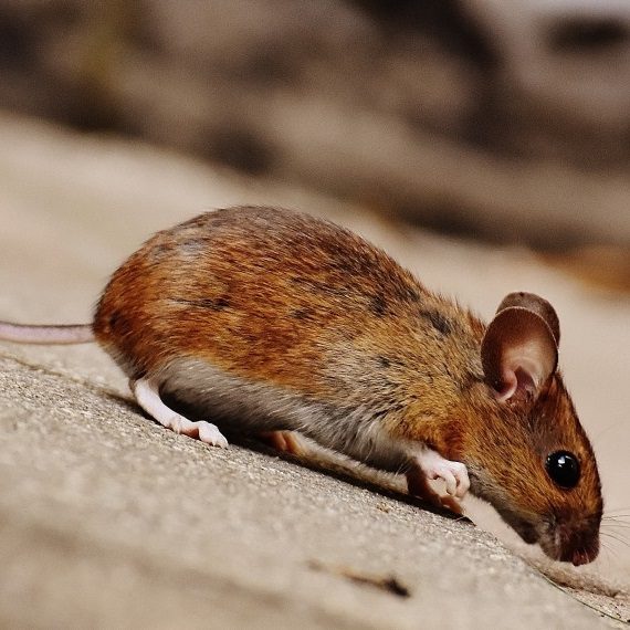 Mice, Pest Control in Clayhall, IG5. Call Now! 020 8166 9746
