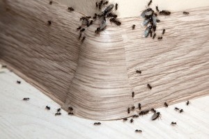 Ant Control, Pest Control in Clayhall, IG5. Call Now 020 8166 9746