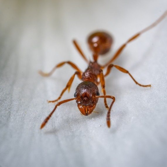 Field Ants, Pest Control in Clayhall, IG5. Call Now! 020 8166 9746