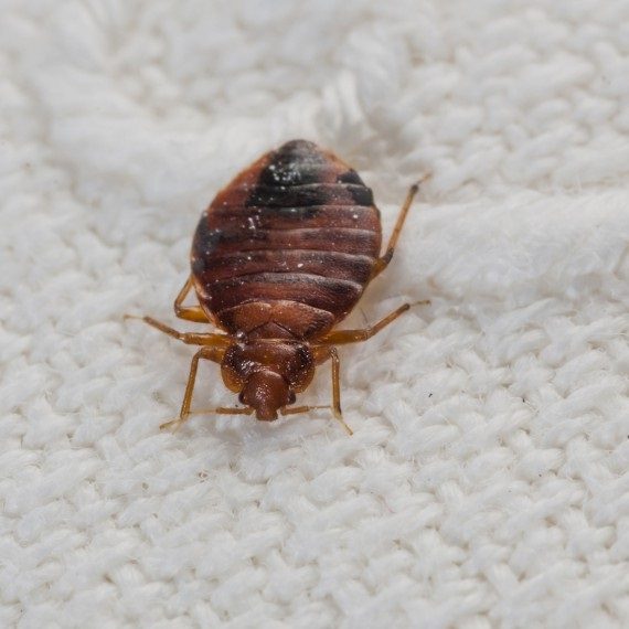 Bed Bugs, Pest Control in Clayhall, IG5. Call Now! 020 8166 9746