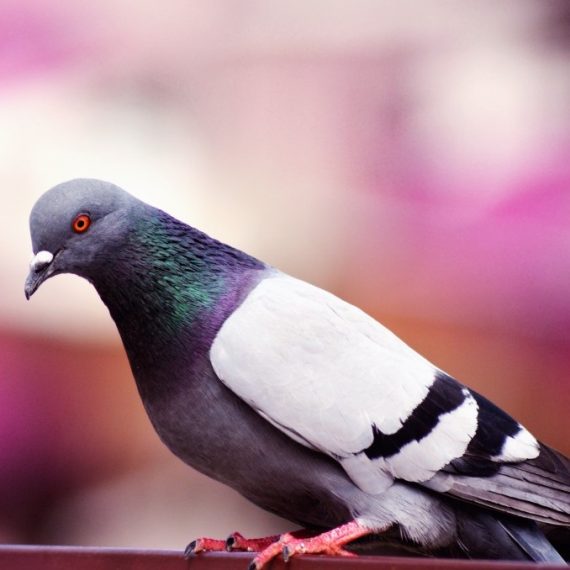 Birds, Pest Control in Clayhall, IG5. Call Now! 020 8166 9746