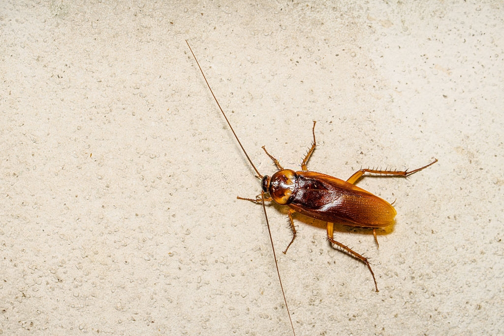Cockroach Control, Pest Control in Clayhall, IG5. Call Now 020 8166 9746