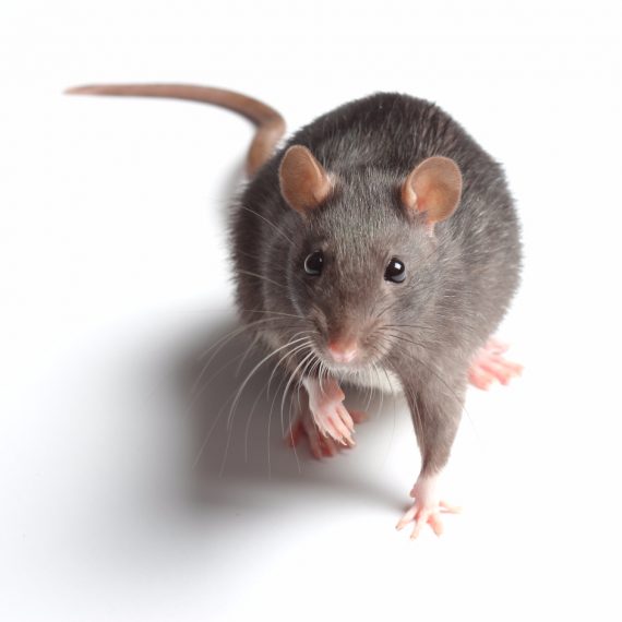 Rats, Pest Control in Clayhall, IG5. Call Now! 020 8166 9746