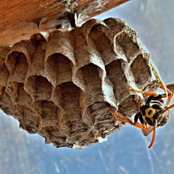 Wasps Nest, Pest Control in Clayhall, IG5. Call Now! 020 8166 9746